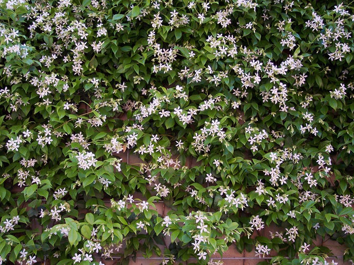 Star jasmine