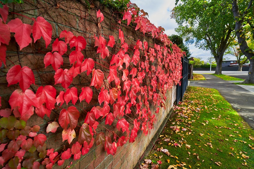 boston ivy climbing a wall red