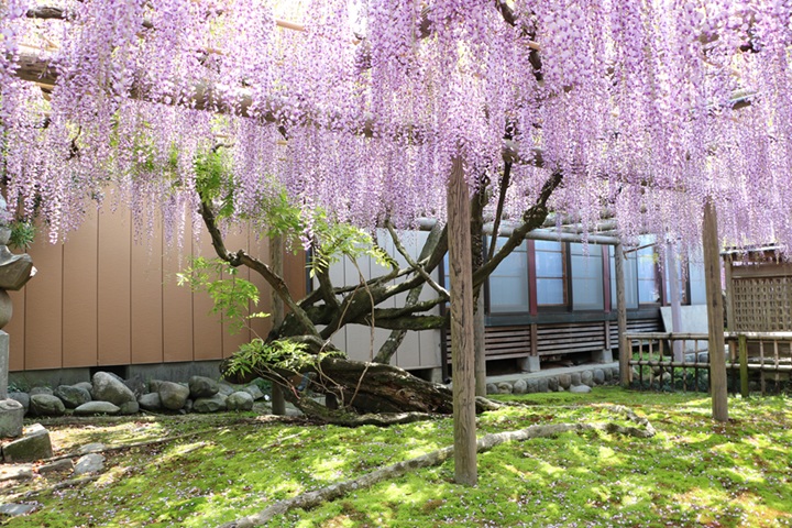 wisteria